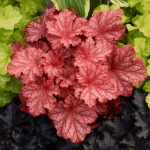 Heuchera Planta de sombra Diseño de jardines en Madrid Jardinea