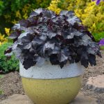 Heuchera Planta de sombra Diseño de jardines en Madrid Jardinea