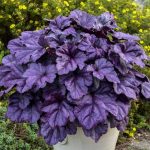 Heuchera Planta de sombra Diseño de jardines en Madrid Jardinea
