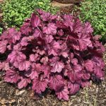 Heuchera Planta de sombra Diseño de jardines en Madrid Jardinea