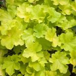 Heuchera Planta de sombra Diseño de jardines en Madrid Jardinea