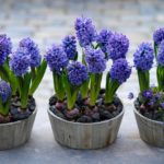 Jacintos en Navidad. Jardinea diseño de jardines y paisajismo en Madrid