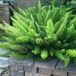 Jardinea Jardineros en madrid profesionales. Como cultivar helechos y helechos arbóreos en Madrid