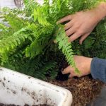 Jardinea Jardineros en madrid profesionales. Como cultivar helechos y helechos arbóreos en Madrid
