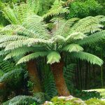 Jardinea Jardineros en madrid profesionales. Como cultivar helechos y helechos arbóreos en Madrid