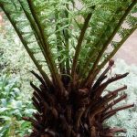 Jardinea Jardineros en madrid profesionales. Como cultivar helechos y helechos arbóreos en Madrid