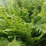Jardinea Jardineros en madrid profesionales. Como cultivar helechos y helechos arbóreos en Madrid