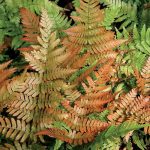 Jardinea Jardineros en madrid profesionales. Como cultivar helechos y helechos arbóreos en Madrid