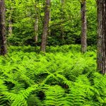 Jardinea Jardineros en madrid profesionales. Como cultivar helechos y helechos arbóreos en Madrid