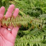 Jardinea Jardineros en madrid profesionales. Como cultivar helechos y helechos arbóreos en Madrid
