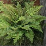 Jardinea Jardineros en madrid profesionales. Como cultivar helechos y helechos arbóreos en Madrid