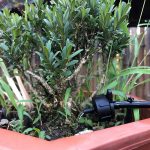 Jardinea diseños de jardines y paisajismo Riego por Goteo