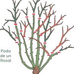 Jardineros-en-Alcobendas-Jardinea.-Podando-rosas