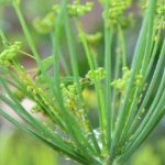 Jardineros en Madrid-Diseño de jardines y mantenimiento de jardines. Como eliminar los pulgones