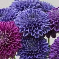 Jardineros en Madrid Jardinea. Crisantemos, las bonitas flores de otoño