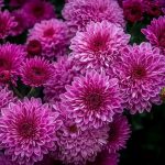 Jardineros en Madrid Jardinea. Crisantemos, las bonitas flores de otoño
