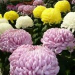 Jardineros en Madrid Jardinea. Crisantemos, las bonitas flores de otoño