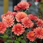 Jardineros en Madrid Jardinea. Crisantemos, las bonitas flores de otoño