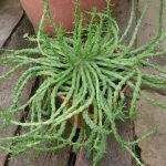 Jardineros en Madrid Jardinea. Ideas naturales para decorar tu jardin en Halloween