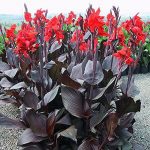 Jardineros en Madrid Jardinea. Ideas naturales para decorar tu jardin en Halloween