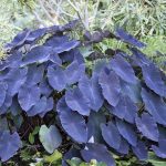 Jardineros en Madrid Jardinea. Ideas naturales para decorar tu jardin en Halloween