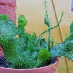 Jardineros en Madrid Jardinea. Ideas naturales para decorar tu jardin en Halloween