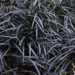Jardineros en Madrid Jardinea. Ideas naturales para decorar tu jardin en Halloween