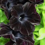 Jardineros en Madrid Jardinea. Ideas naturales para decorar tu jardin en Halloween