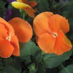 Jardineros en Madrid Jardinea. Ppensamientos, las bonitas flores de otoño
