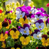 Jardineros en Madrid Jardinea. Ppensamientos, las bonitas flores de otoño