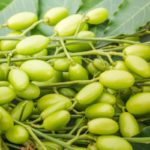 Jardineros profesionales en Madrid Jardinea 8 insecticidas fungicidas naturales