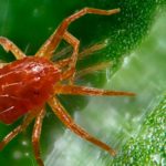 Jardineros profesionales en Madrid Jardinea 8 insecticidas fungicidas naturales