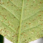Jardineros profesionales en Madrid Jardinea 8 insecticidas fungicidas naturales