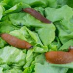 Jardineros profesionales en Madrid Jardinea 8 insecticidas fungicidas naturales