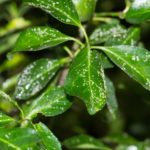 Jardineros profesionales en Madrid Jardinea 8 insecticidas fungicidas naturales