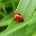 Jardineros profesionales en Madrid Jardinea 8 insecticidas fungicidas naturales
