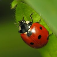 Jardineros profesionales en Madrid Jardinea 8 insecticidas fungicidas naturales