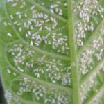 Jardineros profesionales en Madrid Jardinea 8 insecticidas fungicidas naturales