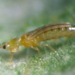 Jardineros profesionales en Madrid Jardinea 8 insecticidas fungicidas naturales