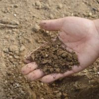 Jardineros profesionales madrid - Consejos para mejorar el suelo de tu jardín (1)