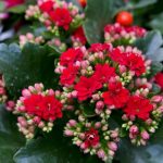 Kalanchoe blossfeldiana 20 Diseño jardines Madrid Jardinea
