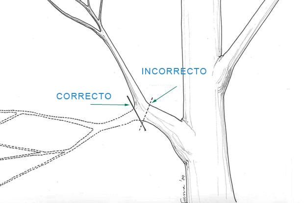 La poda de reducción Diseño jardines Madrid Jardinea