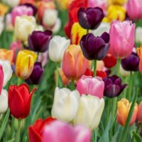 Las 9 Tareas del Jardín En Septiembre. Preparar el jardin para el invierno Cama de tulipanes