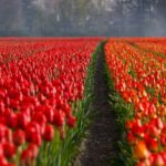 Las 9 Tareas del Jardín En Septiembre. Preparar el jardin para el invierno campo de tulipanes