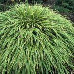 Las mejores plantas perennes para jardines de sombra