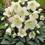 Las mejores plantas perennes para jardines de sombra