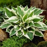 Las mejores plantas perennes para jardines de sombra