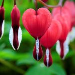 Las mejores plantas perennes para jardines de sombra