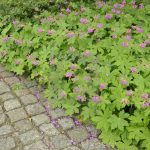 Las mejores plantas perennes para jardines de sombra