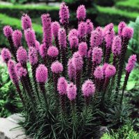 Liatris- 20 plantas de verano fáciles de cuidar Diseño de jardines en madrid y mantenimiento Jardinea